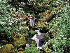 Watson Creek, Umpqua National Forest, Oregon
